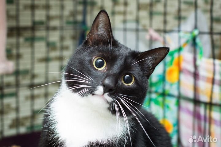 Три месяца в клетке приюта и все проходят мимо