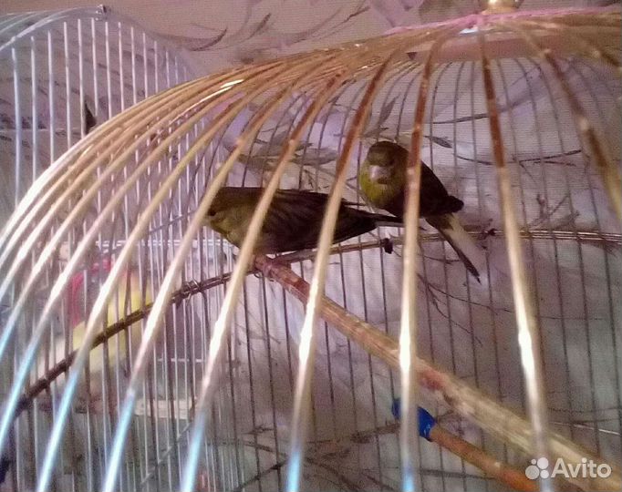 Продам канареек и кенарей