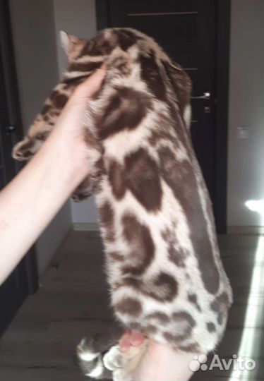 Бенгальская кошка