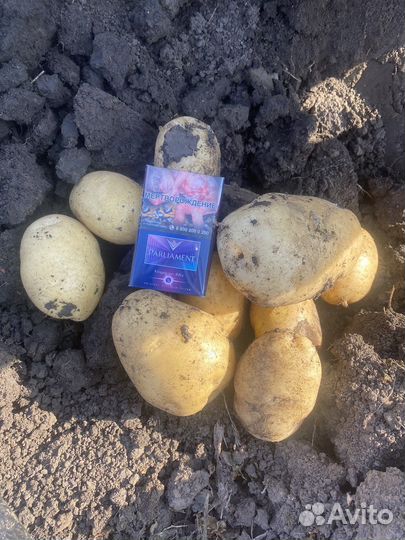 Картофель оптом