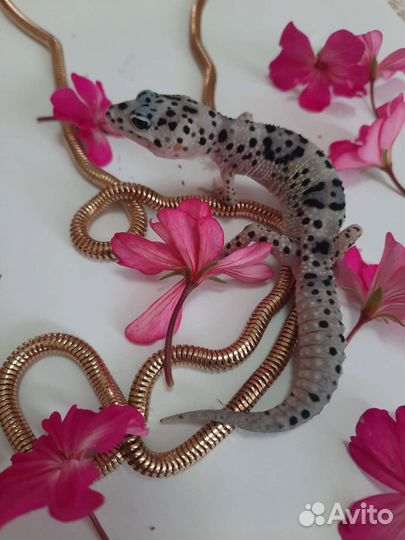 Эублефар самцы