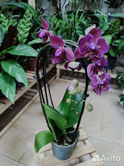 Орхидея Kimono бабочка/трилипс