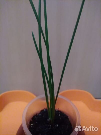 Разные комнатные растения