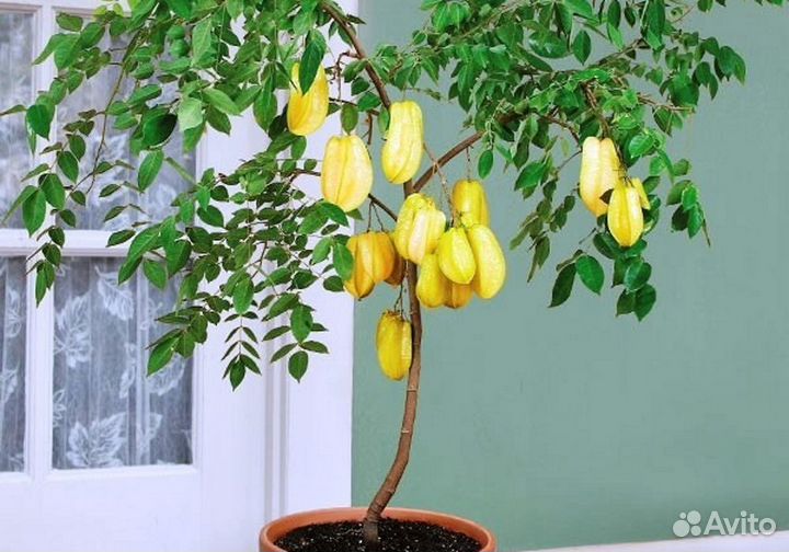 Корамбола семена