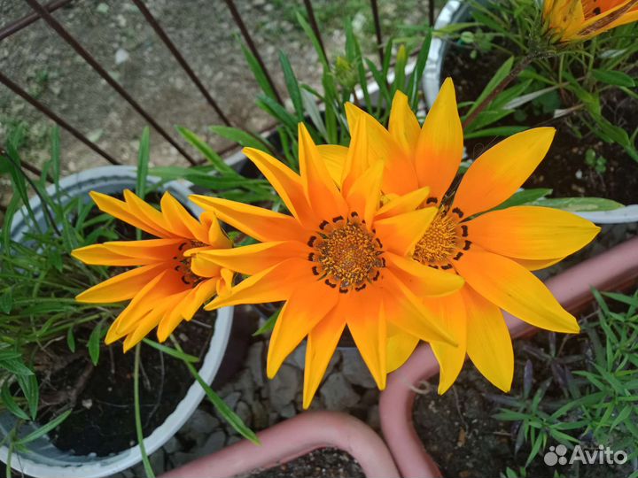 Газании (гацании)