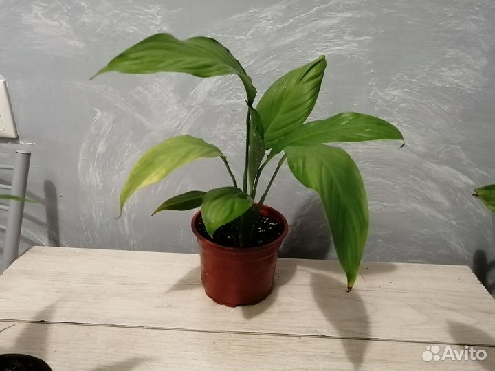 Спатифиллум