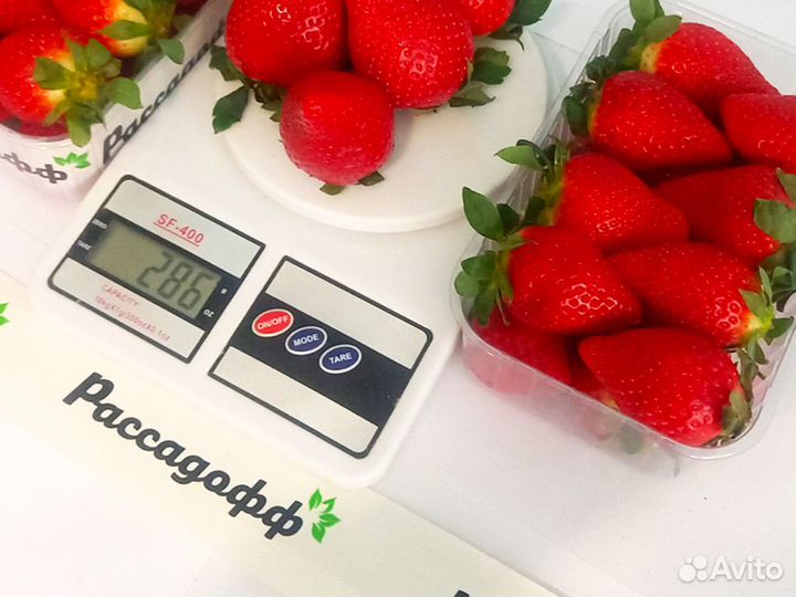 Рассада клубники. Оптом от 128 штук