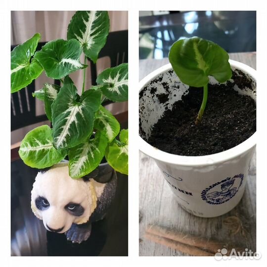 Сингониумы Клубничный Лёд, Конфетти, Фреклес