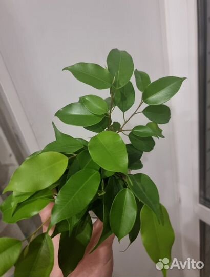 Комнатные цветы фикус хатиора