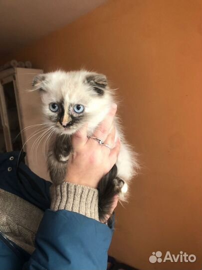 Кошка в дар