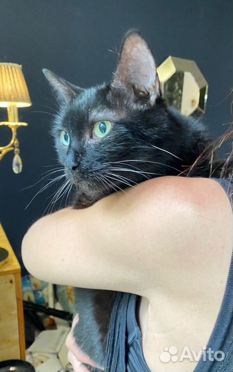 Кошечке очень нужна сеиья