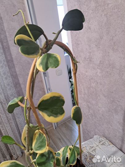 Хойя kerry вариегатная