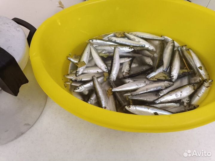 Рыба в тазике
