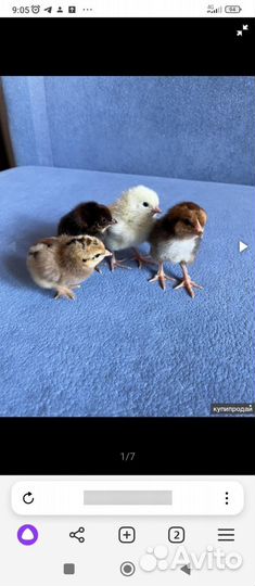 Цыплята суточные