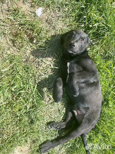 Щенок девочка мальчик черный