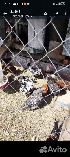 Молодые петухи