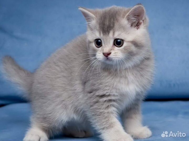 Британские котята