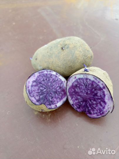 Картофель фиолетовый