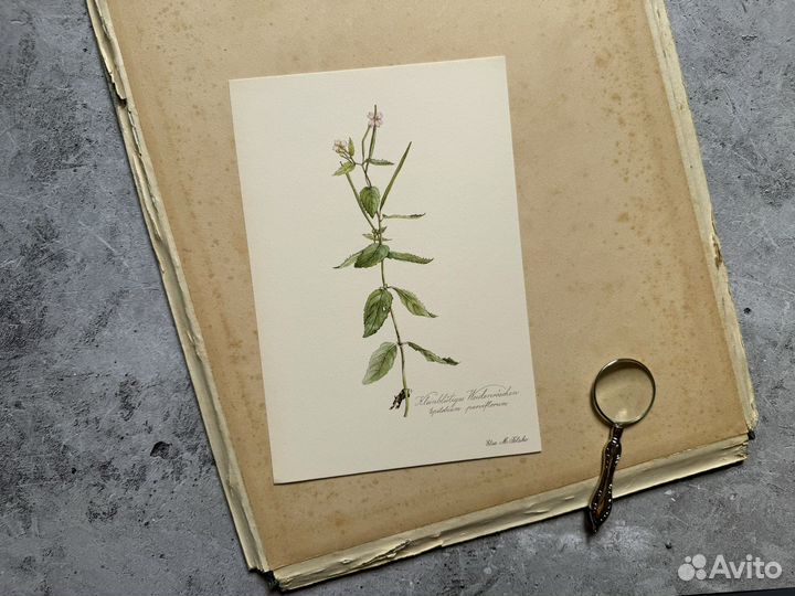 Ботанические литографии Германия