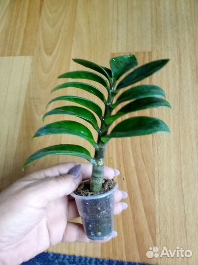 Замиокулькас Зензи