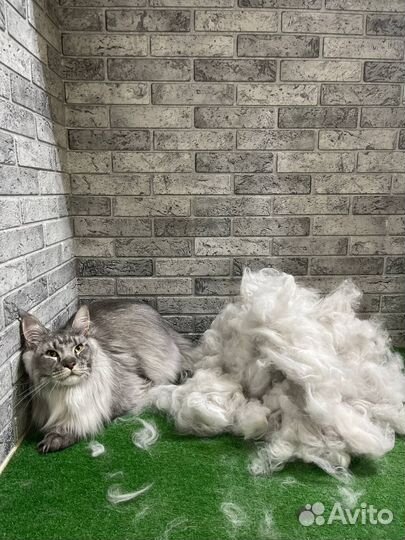 Груминг кошек стрижка кошек без стресса