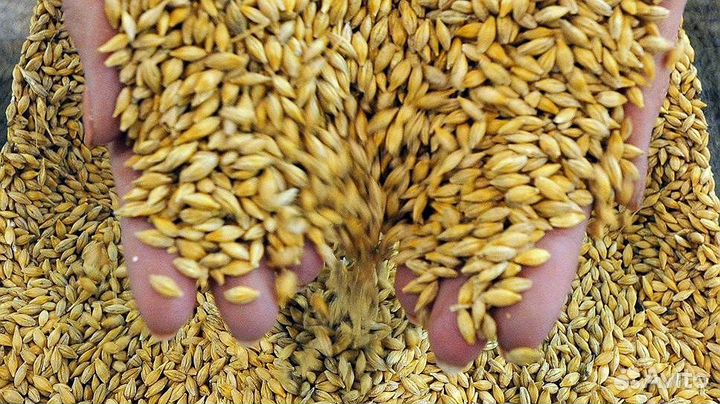 Зерно овес, ячмень, пшеница, дробленка, комбикорм