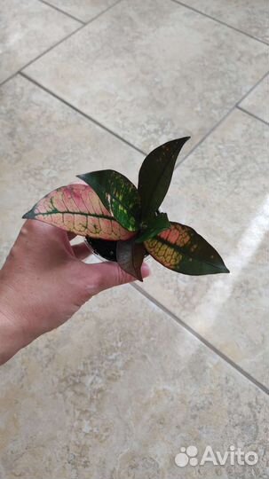 Кротоны: Радуга, Айстон, Нервия, Невилла