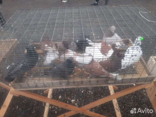 Продаю бойных голубей