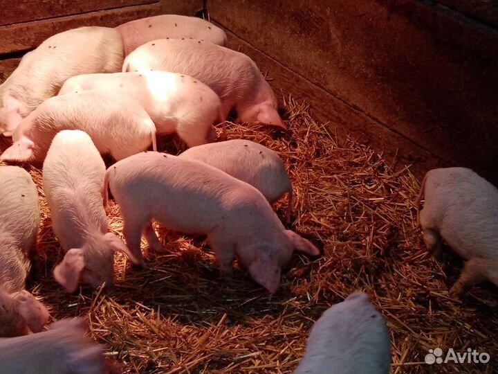 Поросята
