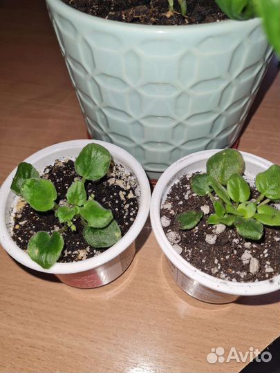 Фиалка Rob's Himpty Doo