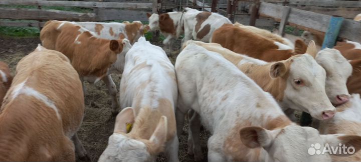 Бычки 2месяцев с доставкой