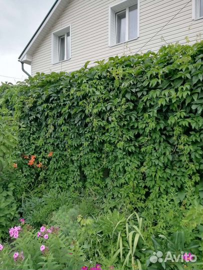 Девичий виноград