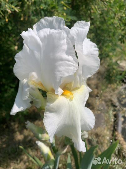 Ирис бородатый