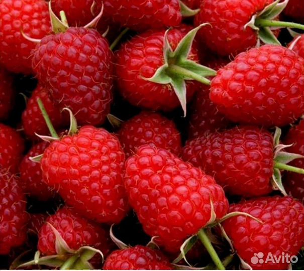 Ремонтантная малина