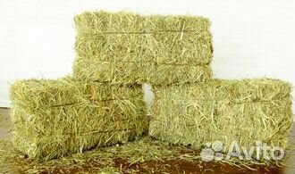 Сено свежее