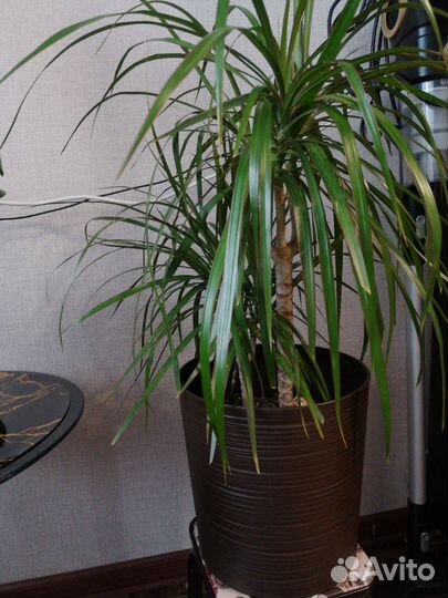 Продам цветы, с кашпо