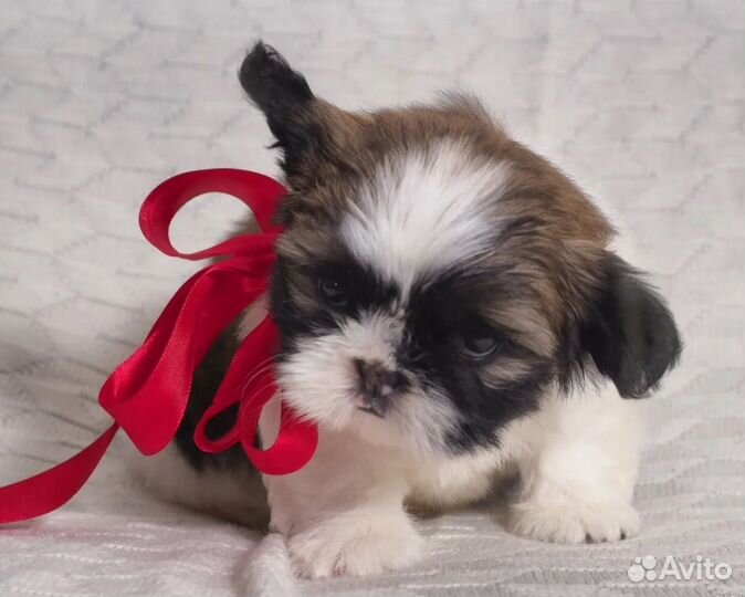 Щенки ши-тцу