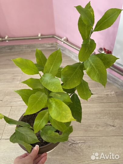 Цитрусы плодоносящие разные