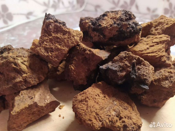 Березовый гриб чага