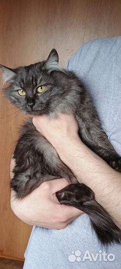 Кошка в дар