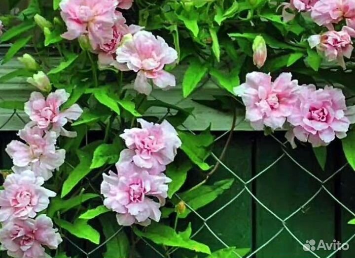 Калистегия махровая (многолетняя лиана)