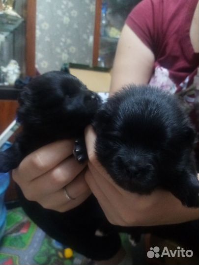 Щенки шпица