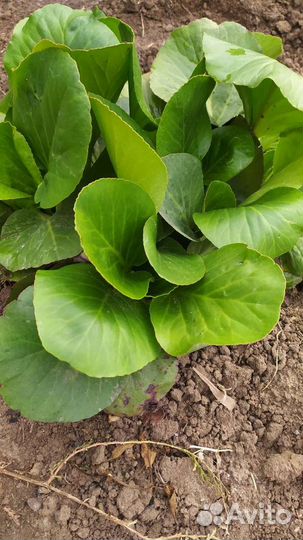 Саженцы цветов