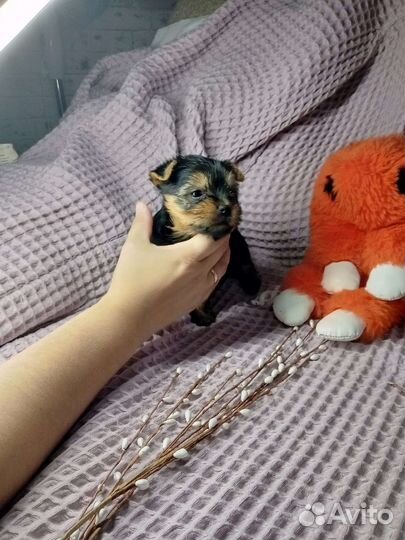 Йоркширский терьер