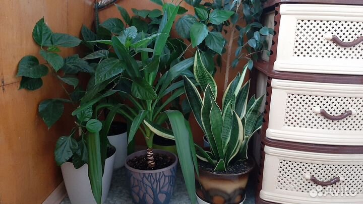 Фикус бенджамина