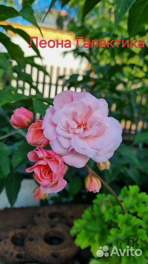 Пеларгония герань сортовая