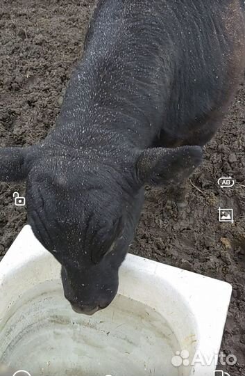 Бык на мясо