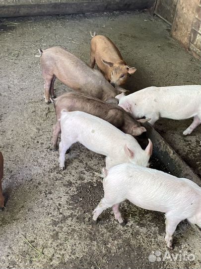Поросята месяц и десять дней