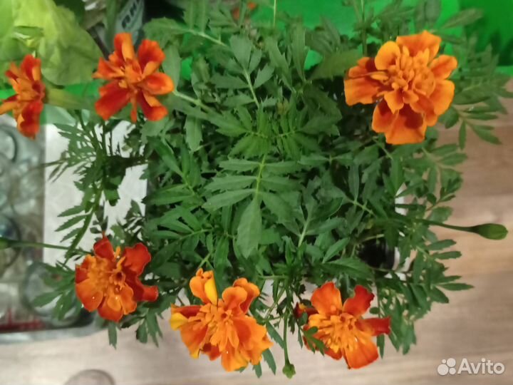 Рассада бархатцев