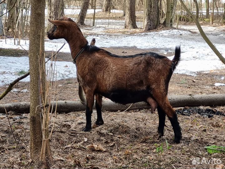 Козье молоко